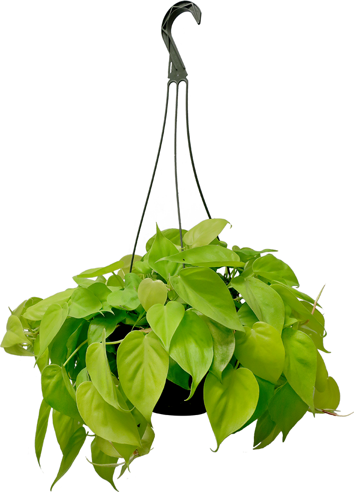 Philodendron Lemon Lime Hanging Basket - Lemon (700x972), Png Download