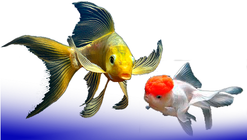 Peces Agua Fria - Peces De Agua Dulce Fria (500x300), Png Download