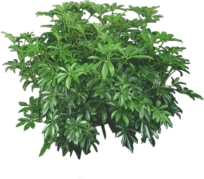 Philodendron By Lilipilyspirit On Deviantart Plants - Bush Plants Png (412x362), Png Download
