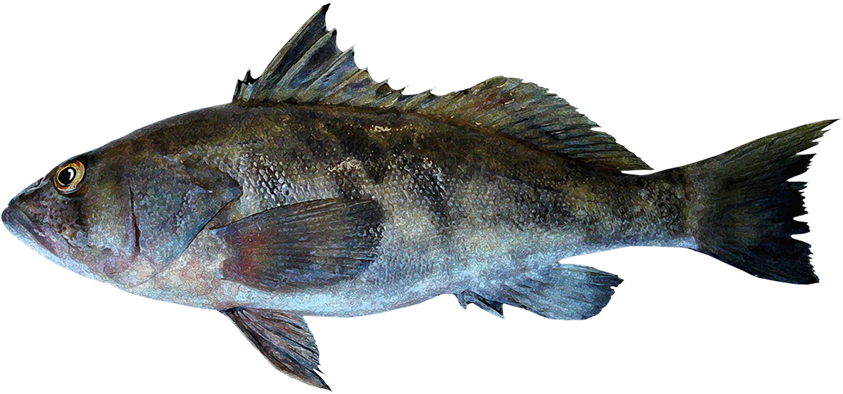 Paralabrax Nebulifer - Peces Del Mar Peruano Bacalao (843x394), Png Download