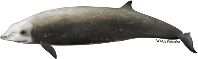 Cuvier's Beaked Whale (640x427), Png Download
