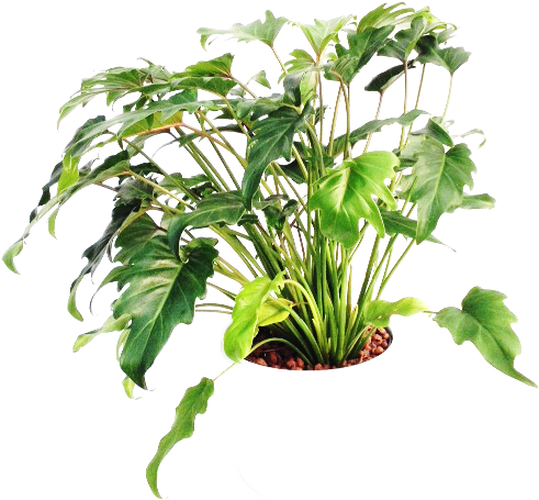Philodendron Xanadou 22/19 H80 - Philodendron (640x640), Png Download