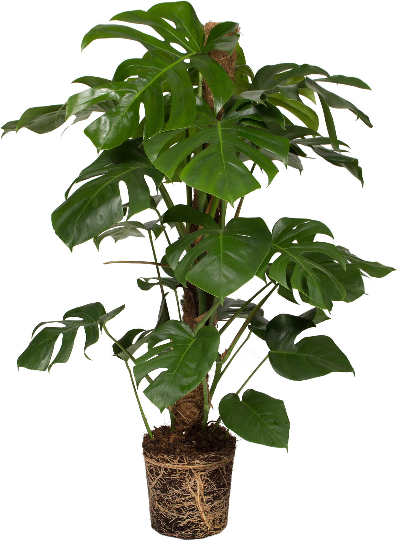 Monstera Deliciosa - Swiss Cheese Plant (2866x3074), Png Download