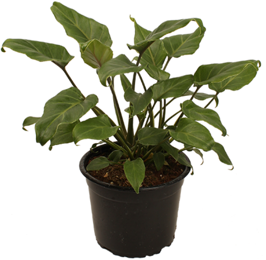 Philodendron Xanadu Sold Out - Philodendron Xanadu (550x550), Png Download