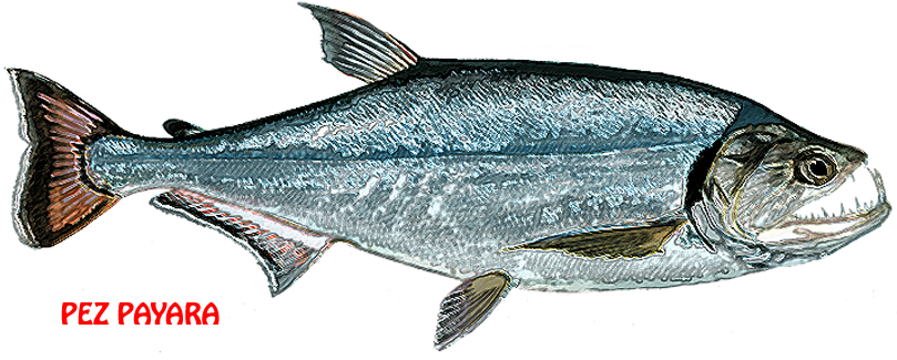 La Forma De Ataque Y La Apariencia Física Es Bastante - Pacific Sturgeon (820x327), Png Download