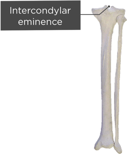 Download Tibia And Fibula - Fibula - Full Size PNG Image - PNGkit