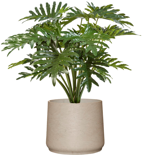 Philodendron In Licht Grijs Stenen Pot Totale Hoogte - Philodendron (500x500), Png Download
