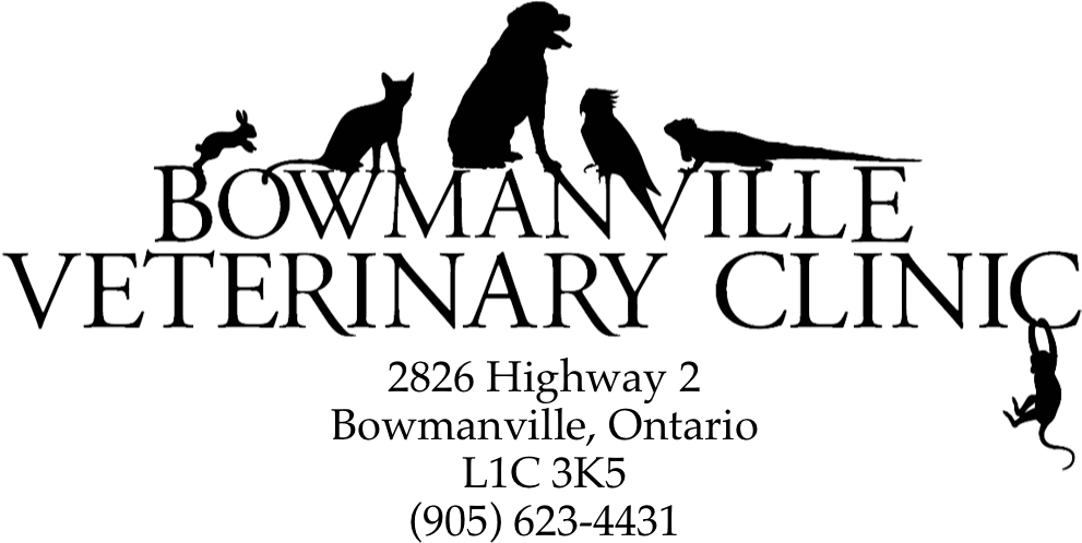 Bowmanville Veterinary Clinic (1000x533), Png Download