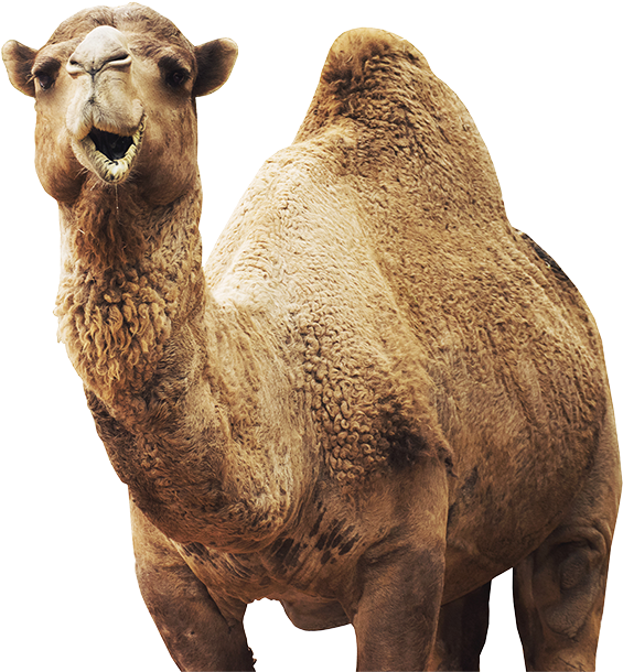 Our Animals - Camel (600x622), Png Download