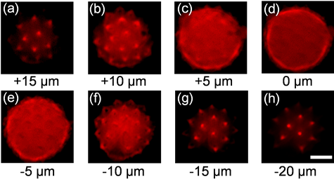 Cross-sectional Images Of A Pollen Grain At Eight Different - Wedding (487x275), Png Download