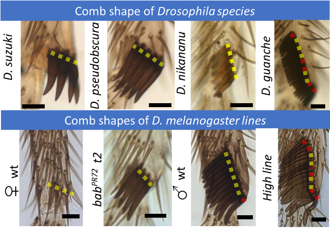 In Drosophila Comb And Bristle Row Shape - Gold (679x468), Png Download