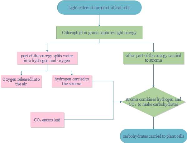 Photosynthesis Flow Chart - Photosynthesis (600x457), Png Download