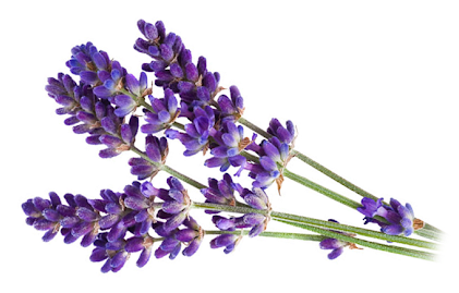 Lavender Essential Oil - Premium 100 Pure Usda Organic (464x317), Png Download