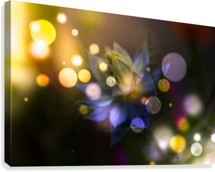 Light Magic Canvas Print - Floral Design (429x344), Png Download
