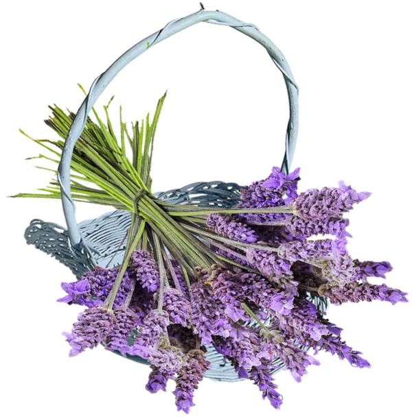 Herb 60 Lavender Lavandula Angustifolia Spica Blue (600x608), Png Download