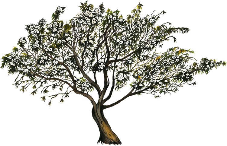 Ipomea Murucoides (750x502), Png Download