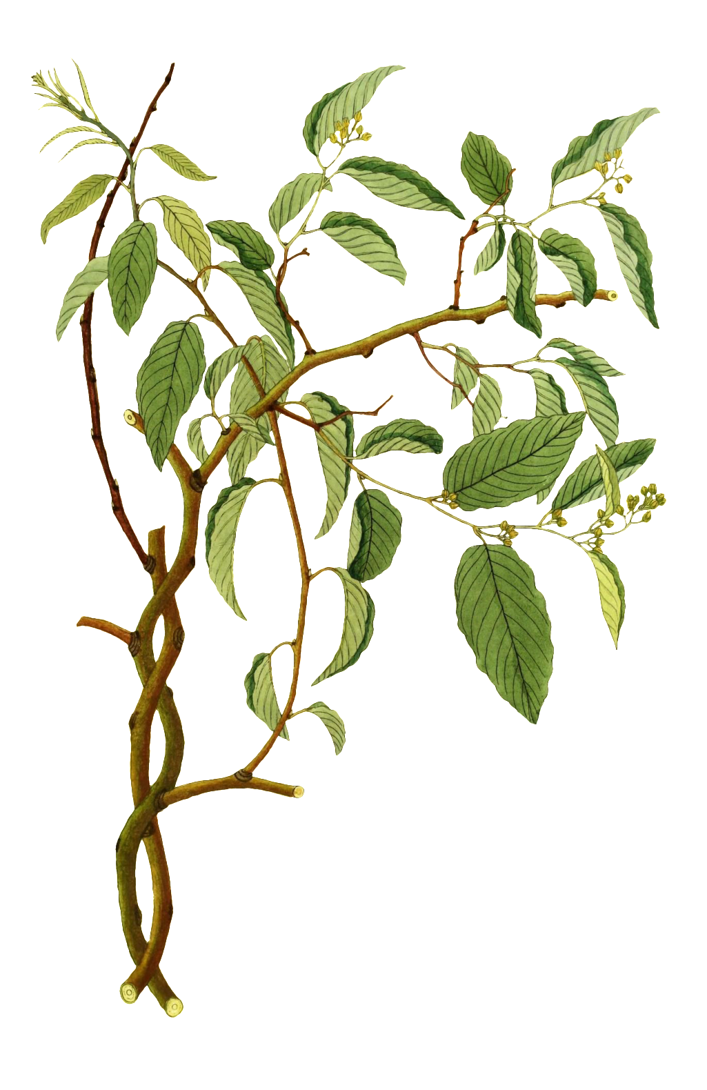 Un Realista De Png Vegetal Para El Transparente Pintado - Portable Network Graphics (1024x1608), Png Download
