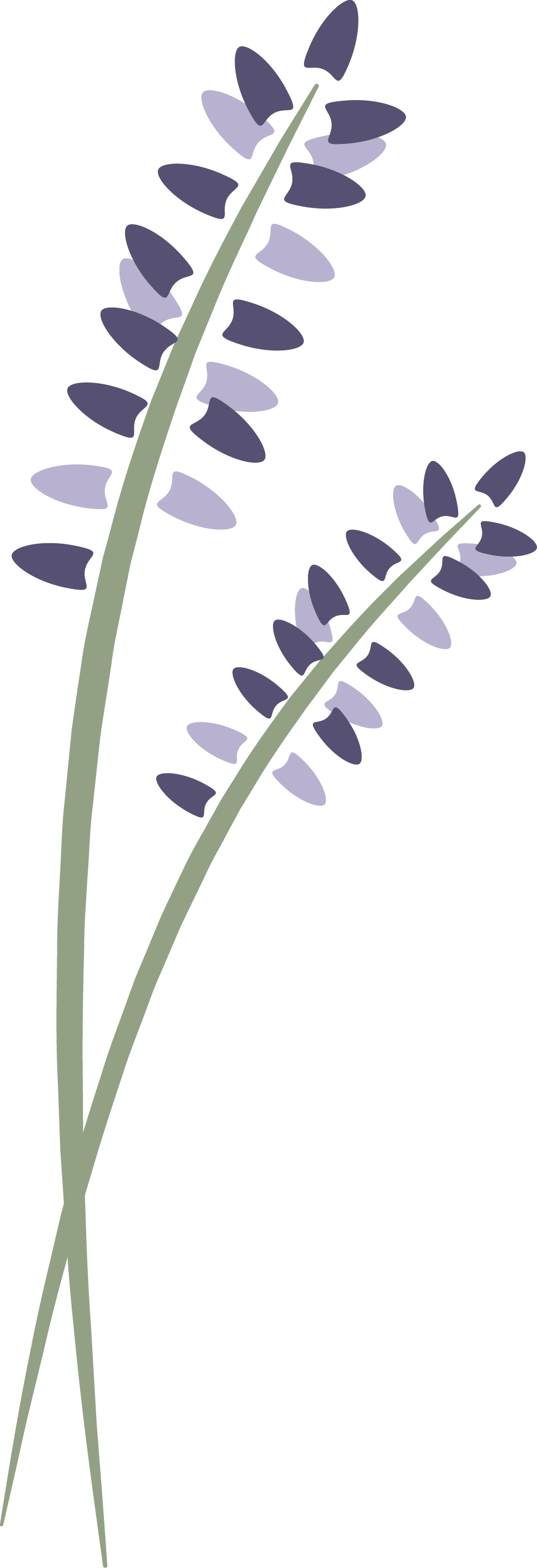 Lavenderlogovertical - Lavender Springs Spa Director Guide (966x2820), Png Download
