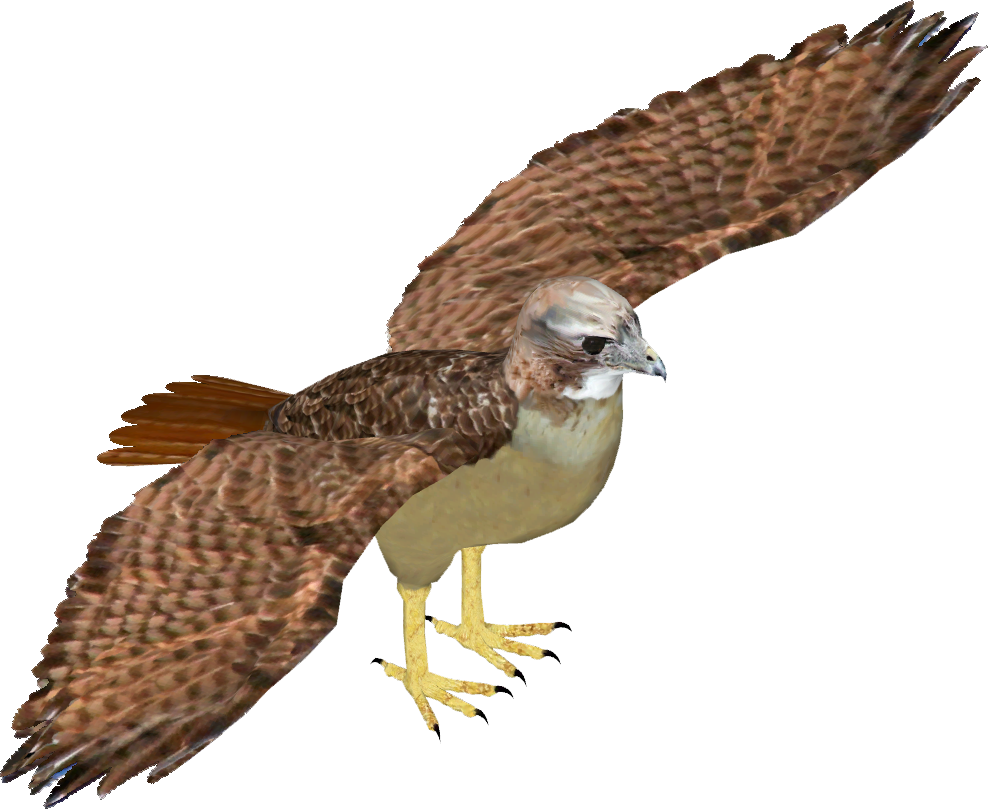 Red-tailed Hawk - American Kestrel (988x809), Png Download