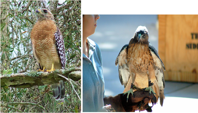 Hawks Notice The Lines On The Belly Of The Red Shouldered - Jackson County Public Library (703x380), Png Download