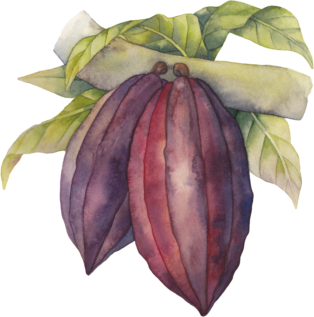 Árbol Resultado Png Transparente - Portable Network Graphics (1024x1033), Png Download