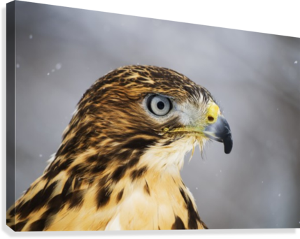 Red Tailed Hawk , Ecomuseum - Ecomuseum Zoo (429x342), Png Download