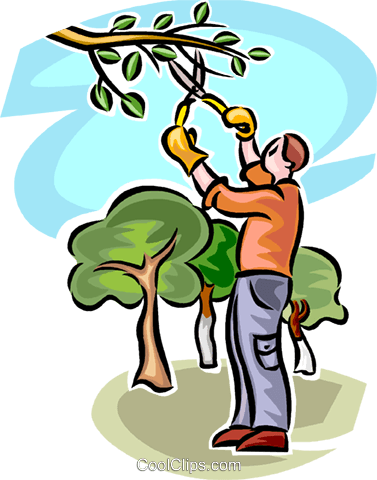 El Hombre La Poda De Un Árbol Libres De Derechos Ilustraciones - Pruning (377x480), Png Download