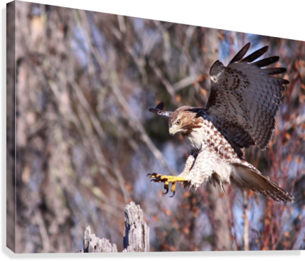 Red Tailed Hawk 4 Canvas Print - Red-tailed Hawk (429x367), Png Download