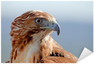 Eagle Of Red Tail Sticker • Pixers® • We Live To Change - Bird (400x400), Png Download