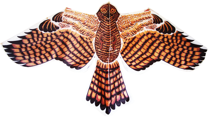 Eagle - Hawk (744x562), Png Download