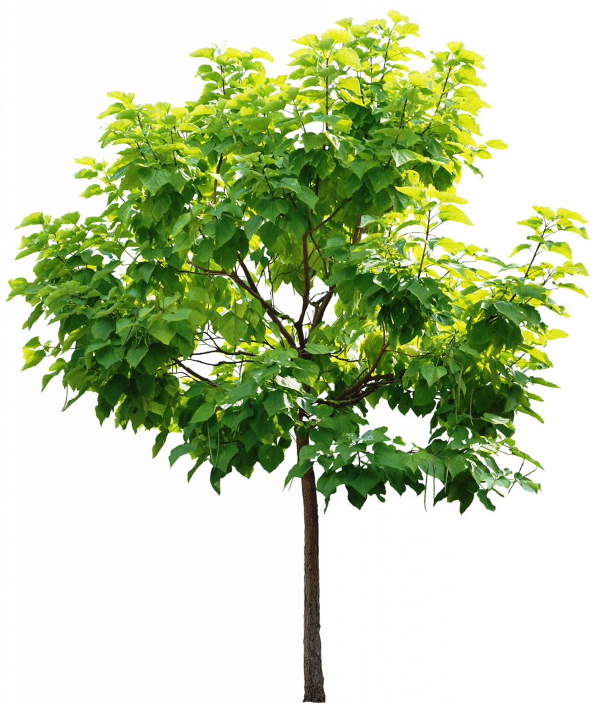 Png Arboles Y Hojas Para Photoshop Arboles Png - High Resolution Tree Png (869x1024), Png Download