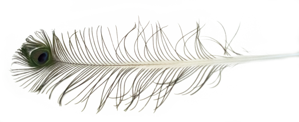 Peacock Feather Free To Use Stock Photo By Kibblywibbly - Feather (1024x419), Png Download