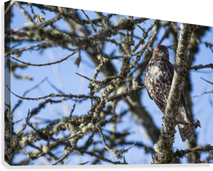 A Young Red-tailed Hawk Watches For Movement In The - Young Red-tailed Hawk Watches For Movement In The Grass (429x344), Png Download