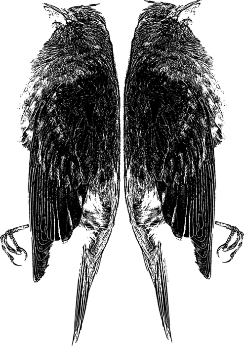 Click And Drag To Re-position The Image, If Desired - Sketch (494x700), Png Download