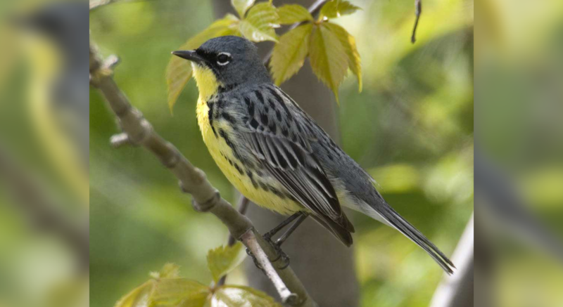 National Audobon Society - Kirtland's Warbler (800x437), Png Download