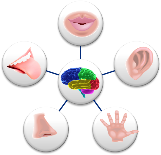 Http - Perception Senses (559x521), Png Download