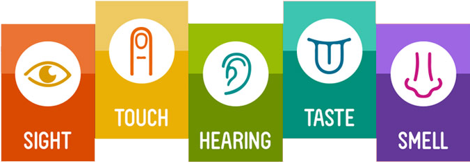 Shapes, Letters And Words By Using The Five Senses - Smell Taste Touch Hearing Sight (724x260), Png Download