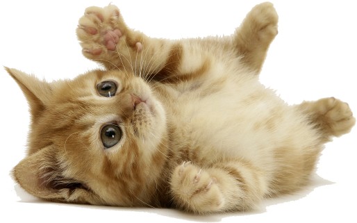Orange Cat Lay Down - Cat Background (640x360), Png Download