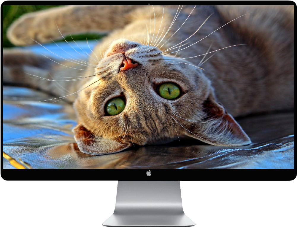 Happy Cat (1000x1000), Png Download