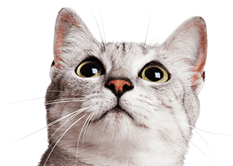 Cat Photo - Cat (680x425), Png Download