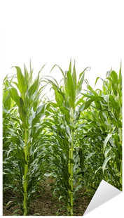 Free Corn Field Png - Grass (400x400), Png Download