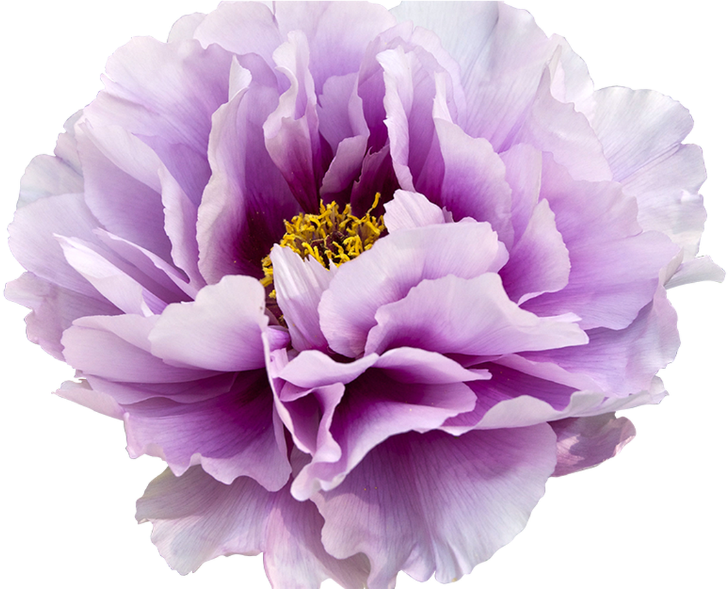 Buy2get1free Hand Drawn Flower Bloom Clipart By Qidsignproject - Peony With Transparent Background (1368x855), Png Download