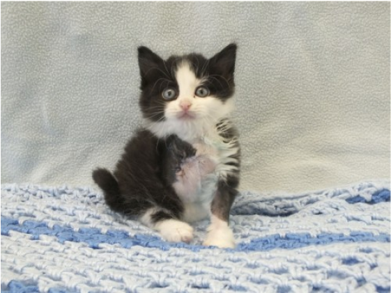 Kitten (870x420), Png Download