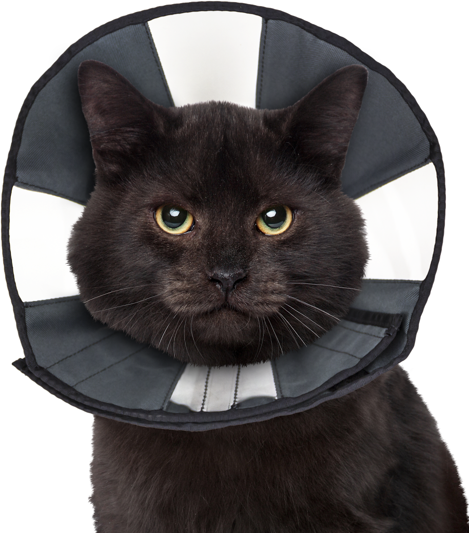 Zencone Smallest Size - Zenpet Zen Collar - S (985x1086), Png Download