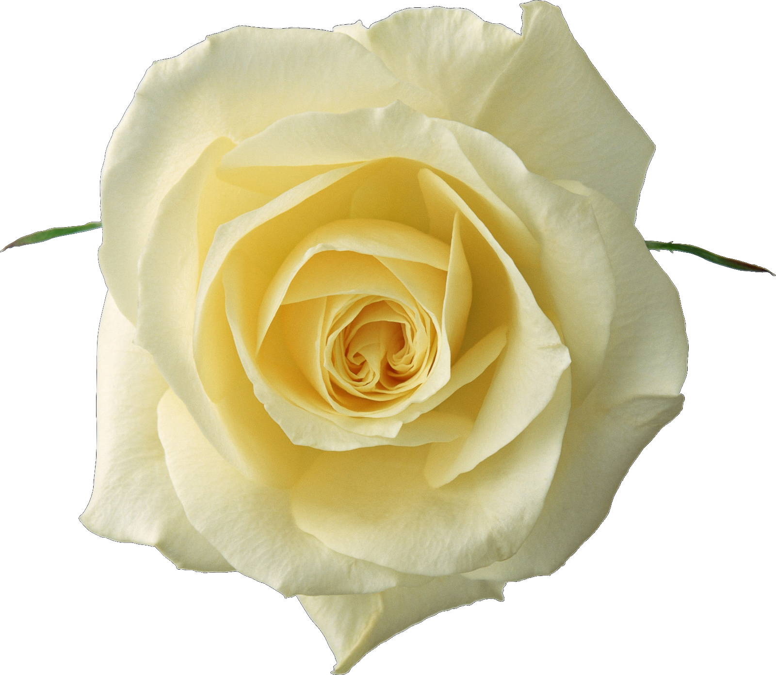 Imágenes De Flores Variadas - White Yellow Roses (1600x1391), Png Download