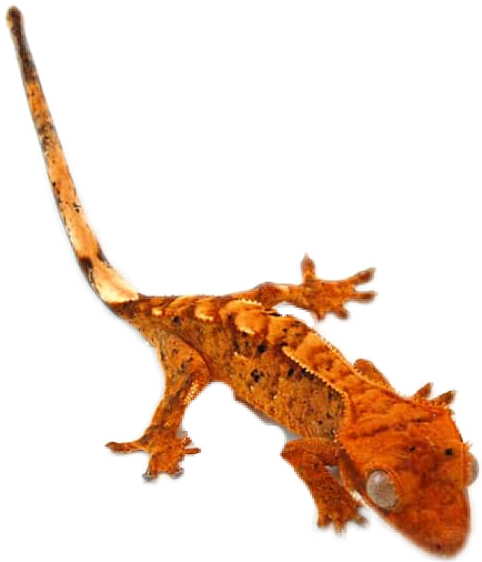 Crested Gecko (434x506), Png Download