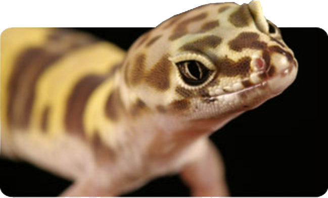 California Desert Barefoot Banded Gecko (649x392), Png Download