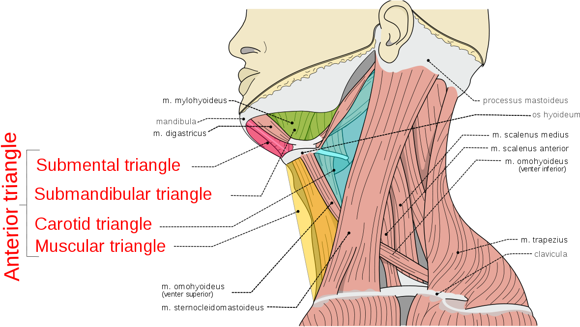 Neck And Shoulder Muscles Pain (1200x667), Png Download