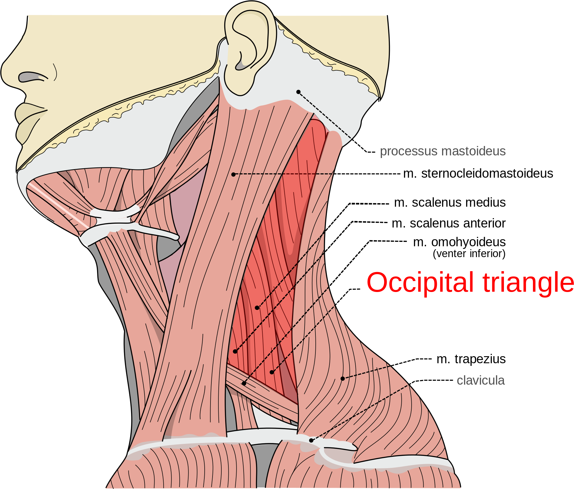 Musculi Coli Base, My Edits For Tringles, Occipital - Splenius Capitis Levator Scapulae (2000x1667), Png Download