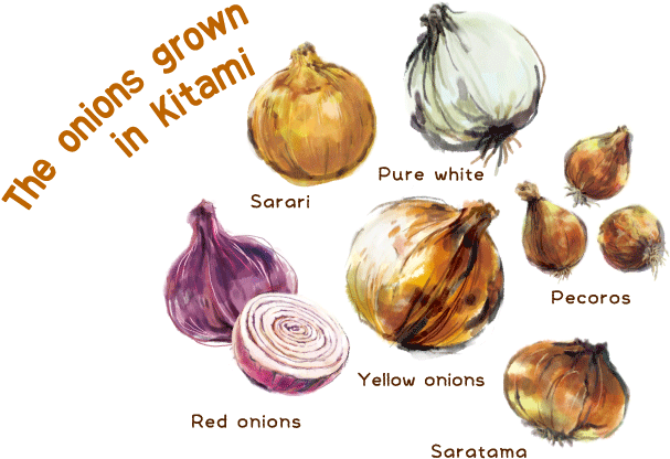 Pure White Onions - Red Onion (640x420), Png Download